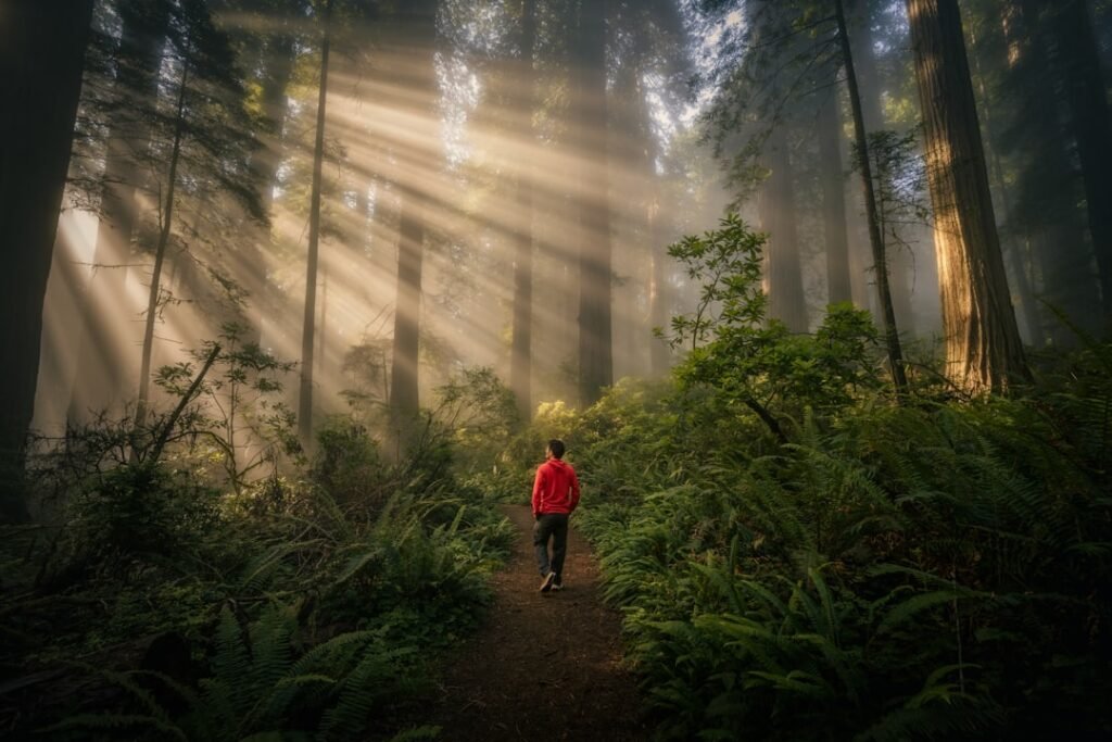 Morning walk along a forest trail