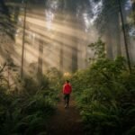 Morning walk along a forest trail